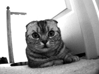 Image of Beloved Scottish Fold Cat